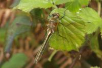 Cordulia aenea