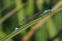 Ischnura elegans
