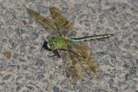 Anax imperator