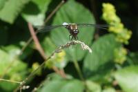 Libellula depressa
