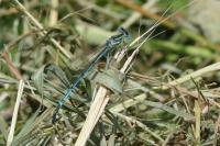 Platycnemis pennipes