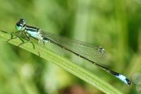 Ischnura elegans