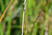 Lestes barbarus