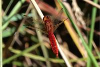 Crocothemis erythraea