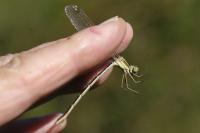 Lestes barbarus