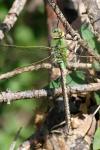 Anax imperator
