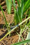 Coenagrion mercuriale