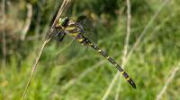 Cordulegaster boltonii