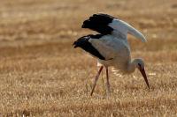 Ciconia ciconia