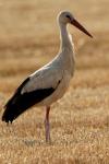 Ciconia ciconia