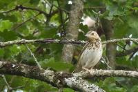 Anthus trivialis