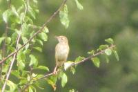 Cisticola juncidis