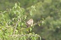 Cisticola juncidis