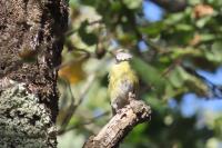 Cyanistes caeruleus