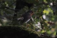 Erithacus rubecula