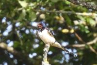 Hirundo rustica