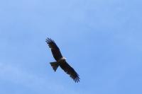 Milvus migrans