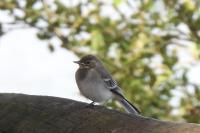 Motacilla alba