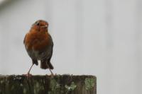 Erithacus rubecula