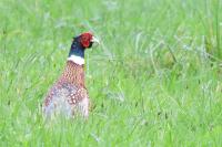 Phasianus colchicus