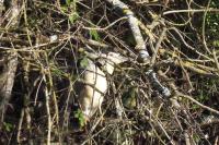 Nycticorax nycticorax