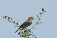 Emberiza calandra
