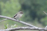 Ficedula hypoleuca
