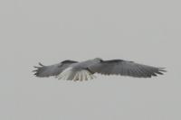 Elanus caeruleus