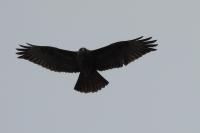 Buteo buteo