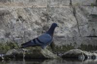 Columba livia