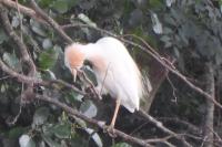 Bubulcus ibis