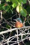 Alcedo atthis