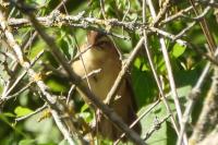 Acrocephalus schoenobaenus