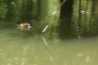 Gallinula chloropus