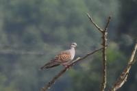 Streptopelia turtur