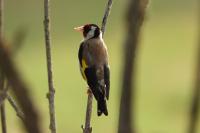 Carduelis carduelis