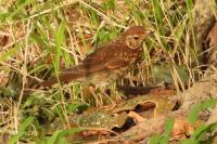 Turdus philomelos