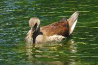 Gallinula chloropus
