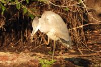 Ardea cinerea