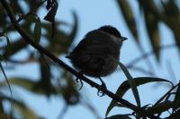 Poecile palustris