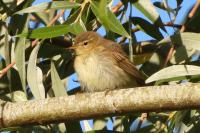 Phylloscopus collybita