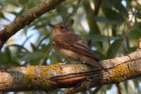Muscicapa striata