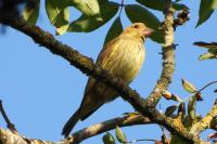 Chloris chloris