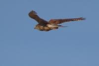 Falco tinnunculus