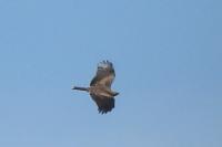 Milvus migrans
