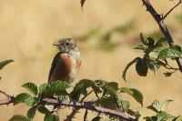 Saxicola rubicola