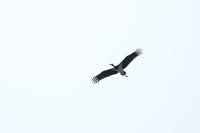 Ciconia nigra