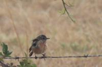 Saxicola rubicola