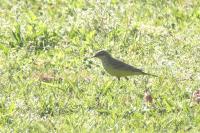 Motacilla flava