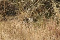 Nycticorax nycticorax
